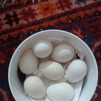 تخم‌مرغ‌،نطفه‌دار،تمیز
