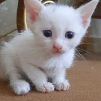 بچه گربه پرشین