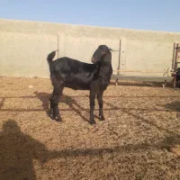 بزغاله ماده پاکستانی اصل بشرط آبستن نر درجه یک بره|حیوانات مزرعه|اصفهان, زیار|دیوار