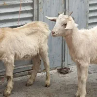 بزغاله کولار سانن