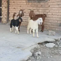بز بزغاله