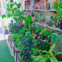 گل و گیاه و گل شاخه|گل و گیاه طبیعی|مشهد, جانباز|دیوار
