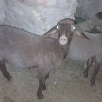 فوق العاده خوب|حراج|گنبد کاووس, |دیوار