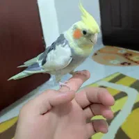 عروس هلندی  دستی نر