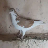 کفتر ساده و چپ|پرنده|سبزوار, کهنه آب|دیوار