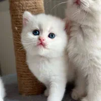 گربه دو ماهه|گربه|ساوه, |دیوار