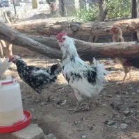 تخم مرغ نطفه دار|حیوانات مزرعه|پاکدشت, پارچین|دیوار