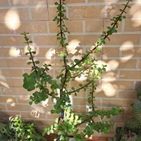 گل و گیاه زیبا|گل و گیاه طبیعی|بندر ترکمن, |دیوار