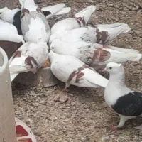 همه مهذ و سلامت|پرنده|فردیس, شهرک صنعتی سیمین دشت|دیوار