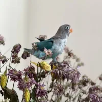 طوطی برزیلی