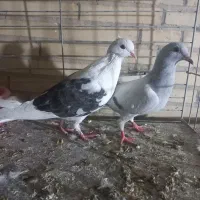 کبوتر پرشی