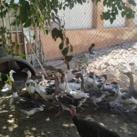 فروش ویژه غاز واوردک روسی