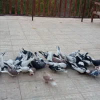 تعدادی کفتررنگه هوایی|پرنده|کوهسرخ, |دیوار