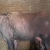 گاومیش جوان شیر ده یک ماهه