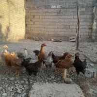 جوجه گلپایگانی