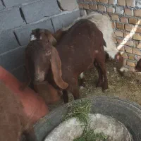 بز دورگ پاکستانی جوان با بزغاله بزرگ ماده .
