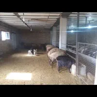 شراکت در دامداری