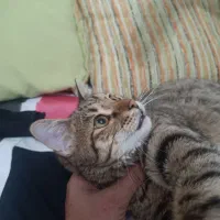 فروش و واگذاری گربه 7ماه «نر»|گربه|زنجان, |دیوار