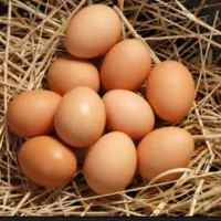 تخم مرغ محلی