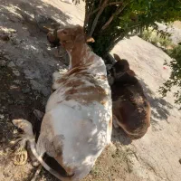 گاو و گوساله فروشی  فقط برای امروز