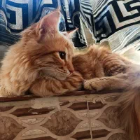 گربه نژاد دار
