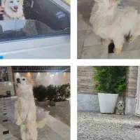 پاپی نر پامرین لوس و شیطون