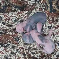 خرگوش با ۴ عدد بچه خرگوش|موش و خرگوش|گنبد کاووس, |دیوار