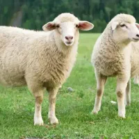 قصابی در محل