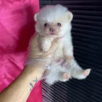 پامر فقط ۶۵۰۰ سایز ریز