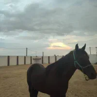 اسب نریون