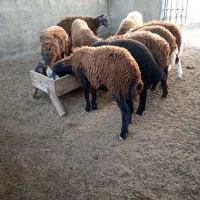 بره.توقلی.گوسفند
