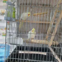 عروس هلندی|پرنده|تهران, امام زاده عبدالله|دیوار