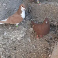 کبوتر|پرنده|سبزوار, رضوی|دیوار