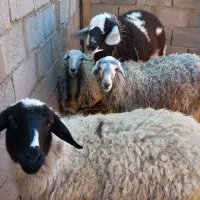 میش بره