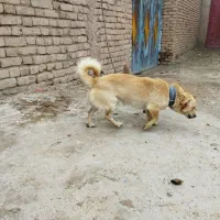 سگ پاکوتاه واکسن خورده.معاوضه.