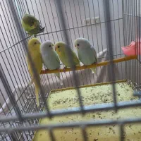 مرغ عشق|پرنده|بروجرد, |دیوار