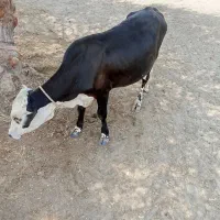 گوساله نرفروشی چاق
