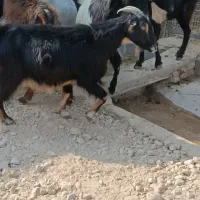 سی بز ابستن|حیوانات مزرعه|بهبهان, |دیوار