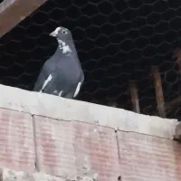 ماده پلنگ