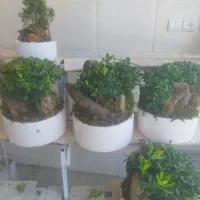 تولید کننده بنسای میخک هندی|گل و گیاه طبیعی|تهران, شهرک آزمایش|دیوار