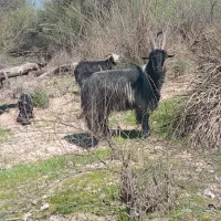 بعده. دوبر|حیوانات مزرعه|گتوند, |دیوار