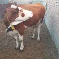 گاو گوساله سیمینتال