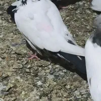 کبوتر شکارهمه گرفتنی و پرشتی