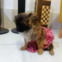 واگذاری سگ پامرخرسی چن ماهه کوچولو|سگ|شیراز, شهرک مهدی‌آباد|دیوار