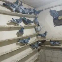 دوبر گیلانده|پرنده|اردبیل, |دیوار