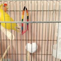 یک جفت طوطی برزیلی با قفس