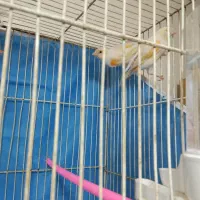 قناری ماده مست تخم خاکی گذاشته|پرنده|مشهد, کارمندان دوم|دیوار