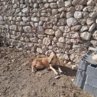 سگ ماده افغان گله ای|سگ|بجنورد, |دیوار