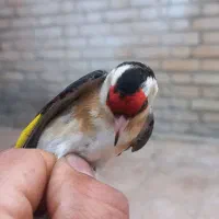 سهره زرد|پرنده|دزفول, |دیوار