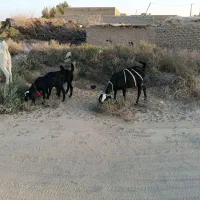 بز گلابی اصل|حیوانات مزرعه|هیرمند, |دیوار